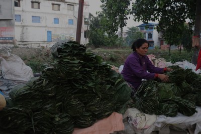  सालको पात बिक्री गरी चाडपर्वको खर्च जुटाउदै महिलाहरु 